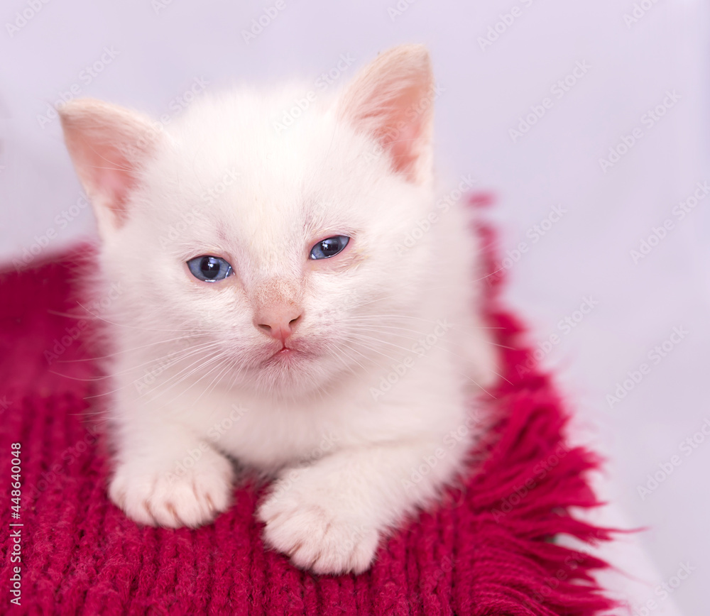 Little white kitten sitting on red scarf on white background and looking to camera Little white kitten sitting on red scarf on white background and looking to camera