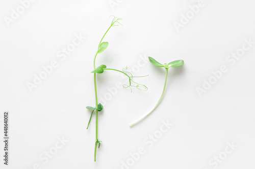 Simple composition Microgreen sprouts baby beans pea and sunflower on white isolated background