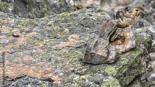 An american pika rests on a slate of moss covered rock photo