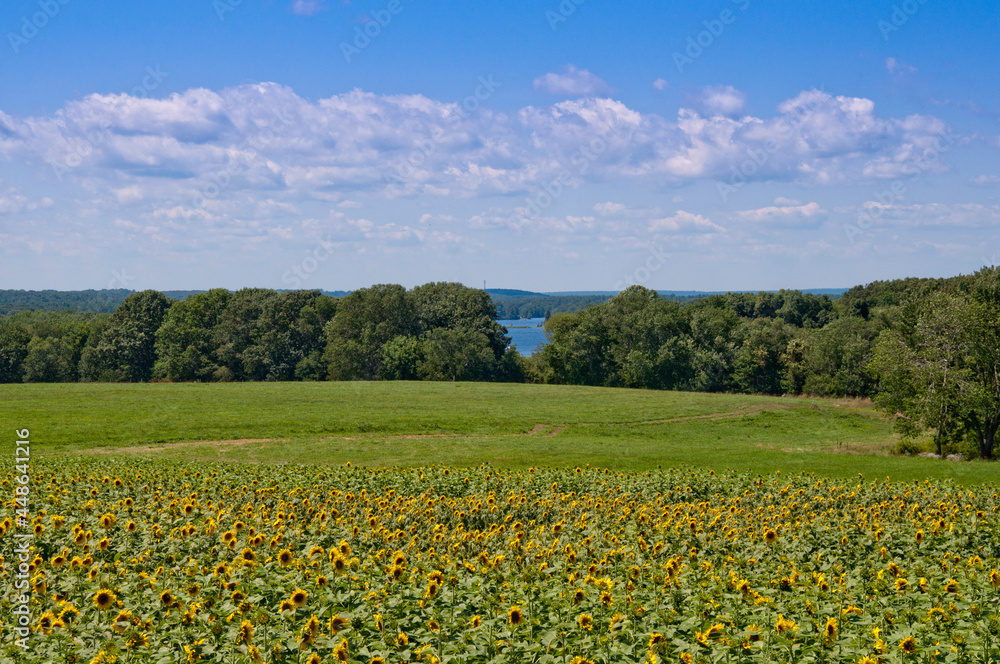 Sunflower Field Landscape