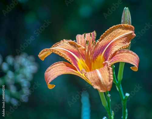 Orange Day Lily in the Sun