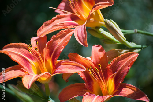 Orange Day Lilies Close Up
