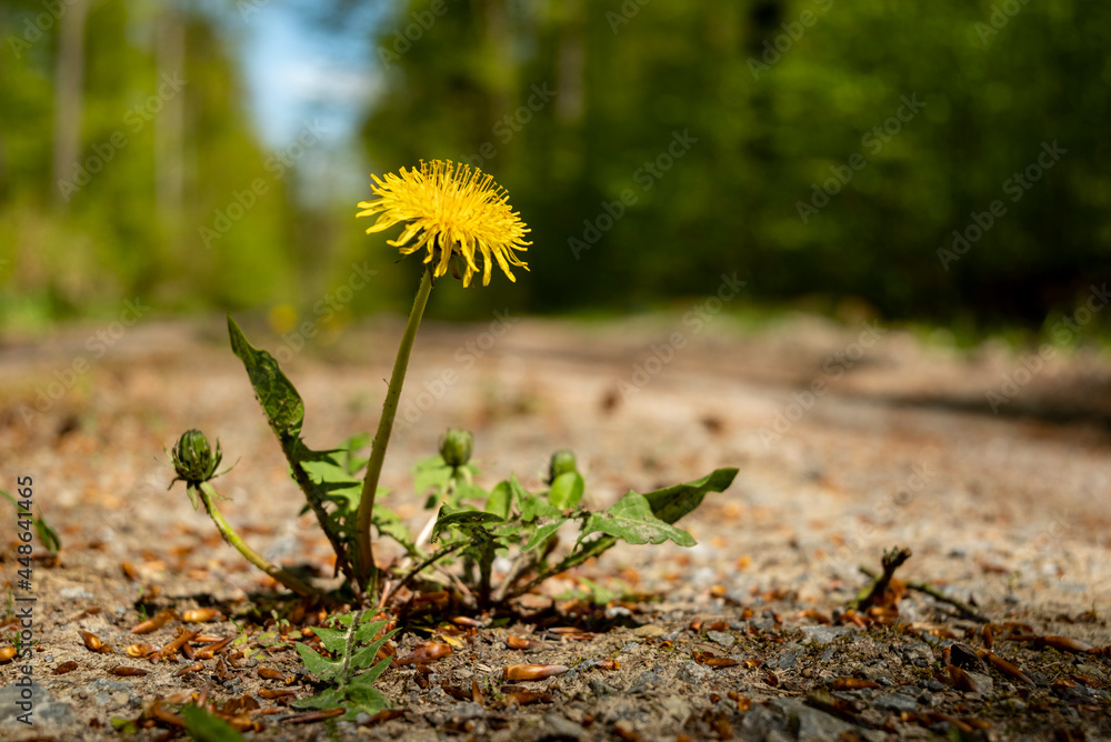 Close up of a dandelion (Taraxacum) in bloom on a forest road, near Polle, Weserbergland, Lower Saxony, Germany. Close up of a dandelion (Taraxacum) in bloom on a forest road, near Polle, Weserbergland, Lower Saxony, Germany.