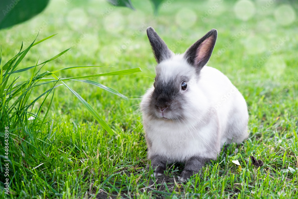 Little cute white with gray bunny in green grass in summer day with bokeh on background. Easter animal concept. Little cute white with gray bunny in green grass in summer day with bokeh on background. Easter animal concept.