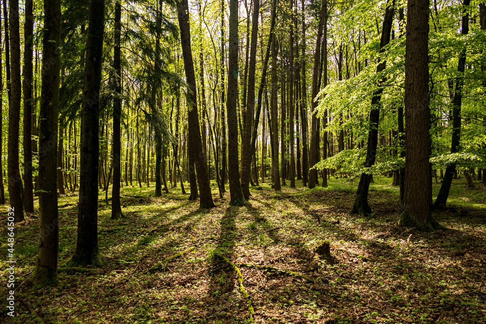 Fototapeta premium Light mixed forest with beech, spruce and fir trees, near Eschenbruch, Teutoburg Forest, North Rhine-Westphalia, Germany.