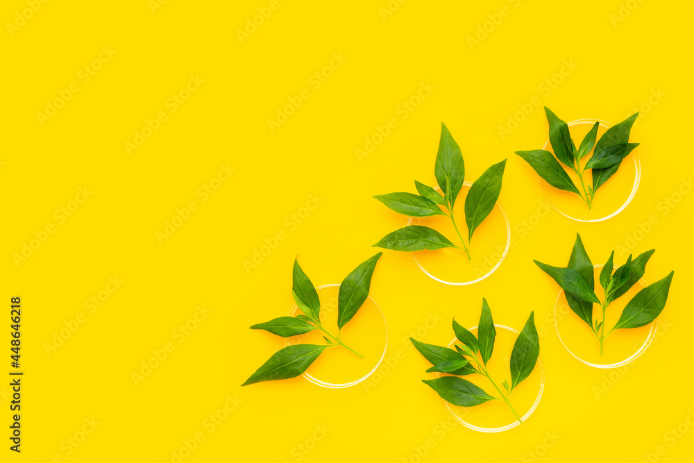 Kariyat or andrographis paniculata green leaves in petri dishes on yellow background.