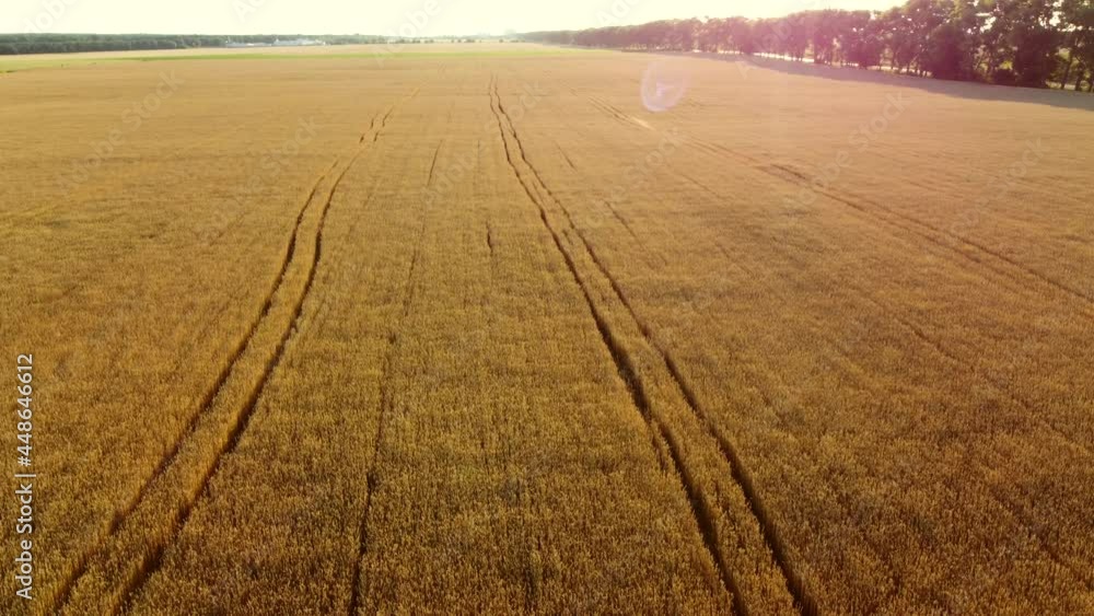 Flying over field of yellow ripe wheat, dawn sunset. Natural background. Flying over field of yellow ripe wheat, dawn sunset. Natural background.