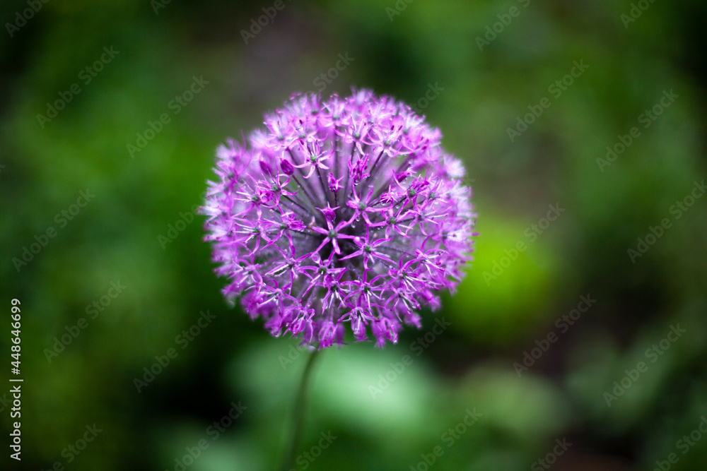 Onion inflorescence. Onions in the garden. Purple flower. Onion inflorescence. Onions in the garden. Purple flower.