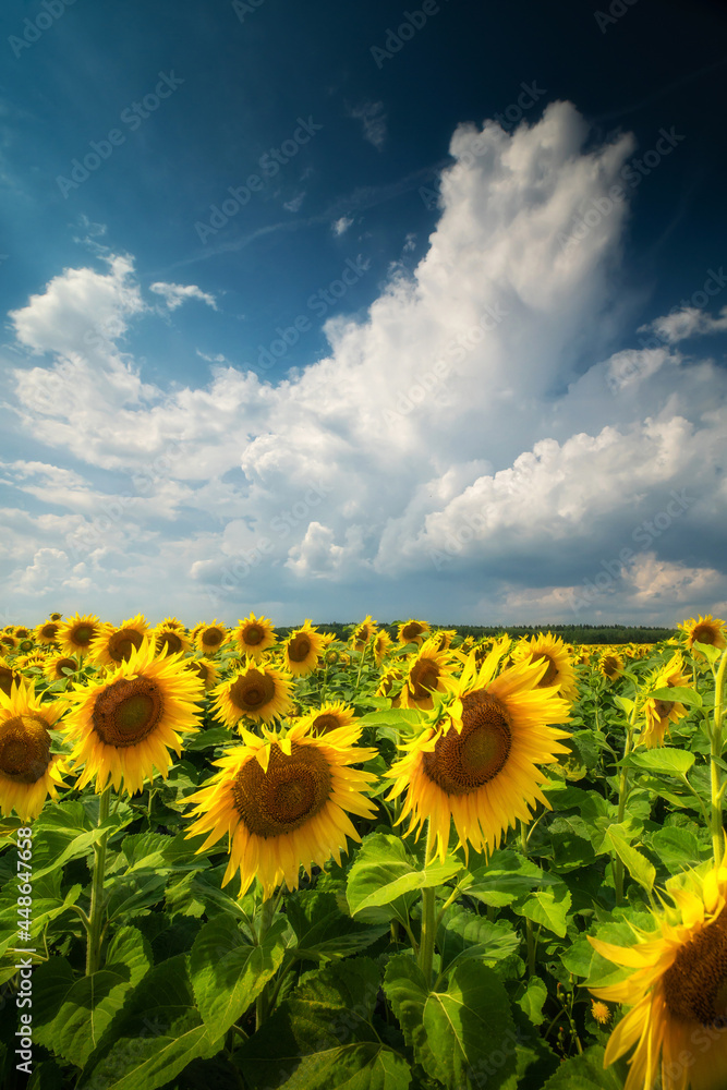 Obraz premium Sunflowers on summer sunny day