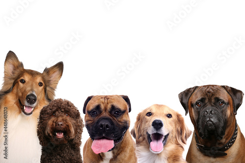 Beautiful cats and dogs in front a white background