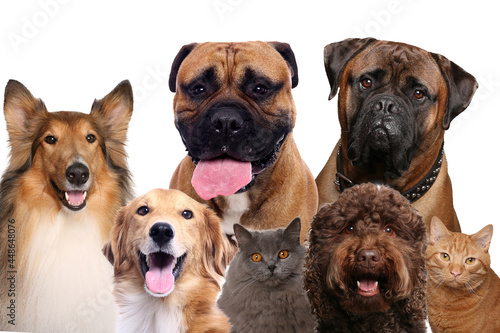 Beautiful cats and dogs in front a white background © Djomas