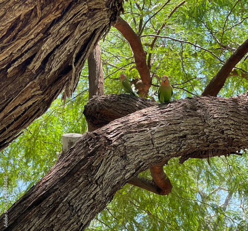 Feral rosy-faced lovebirds in a tree in Arizona. photo