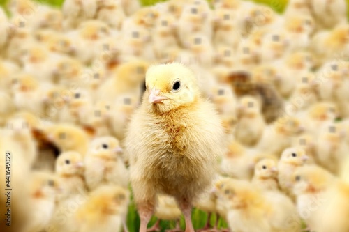 Canvas Print Chick.