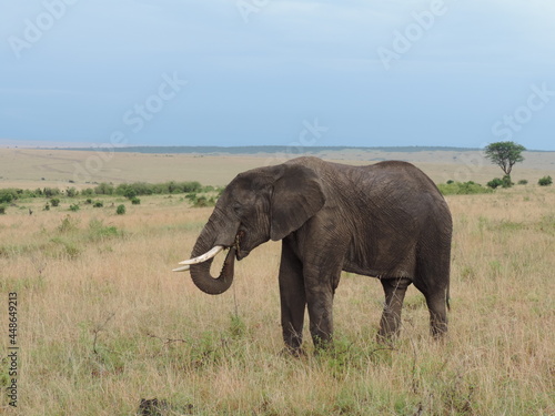 Lone Bull Elephant eating in the Masai