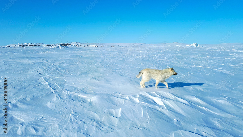 Wolf Dog Over The Tundra In The Frozen Sea, Walking, Rear View, Alone Wolf Dog In the Artic Wolf Dog Over The Tundra In The Frozen Sea, Walking, Rear View, Alone Wolf Dog In the Artic
