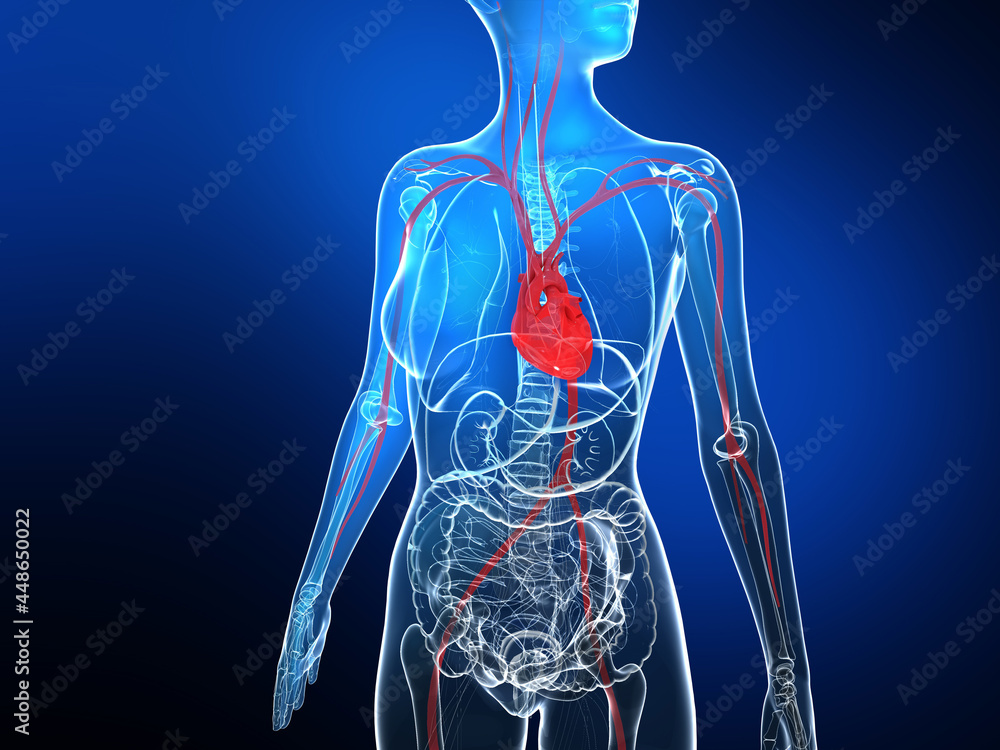 3d illustration of female internal anatomy on black gradient background