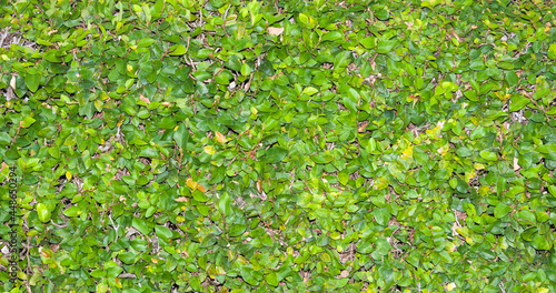 outdoor green ivy background in garden