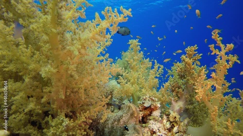 Broccoli Corals Garden. Underwater tropical soft broccoli coral (Litophyton arboreum) and  scalefin anthias (Pseudanthias squamipinnis). Underwater fish reef marine. Tropical colourful underwater seas