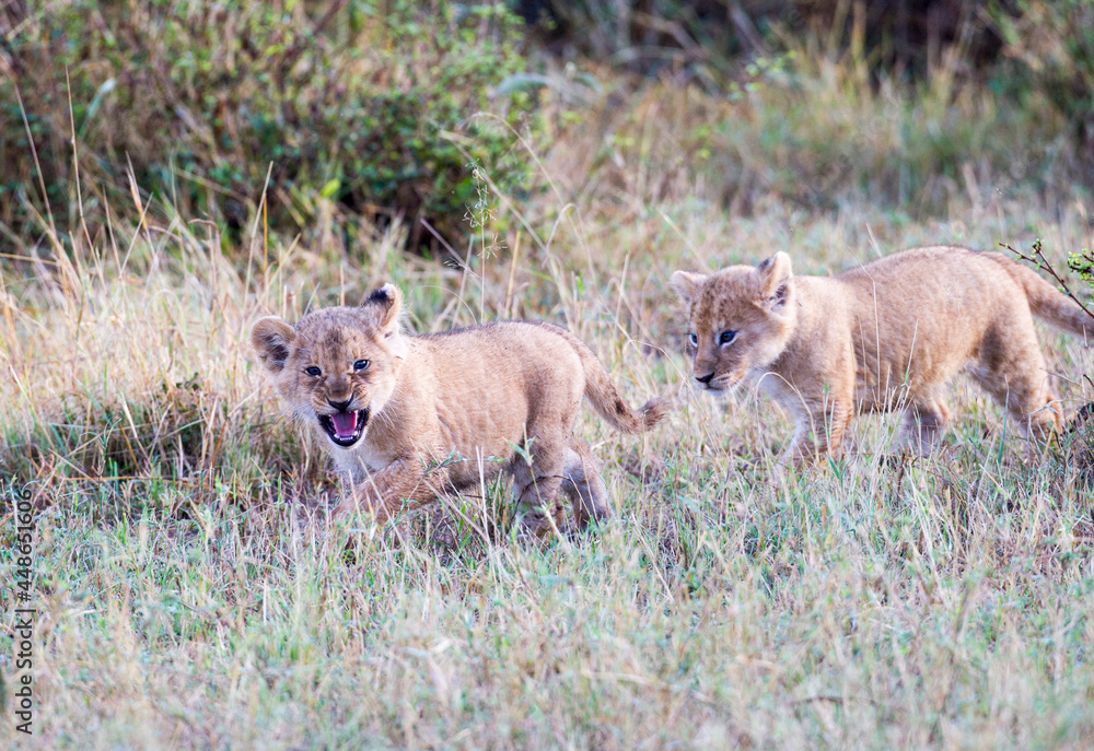 Lion Cubs