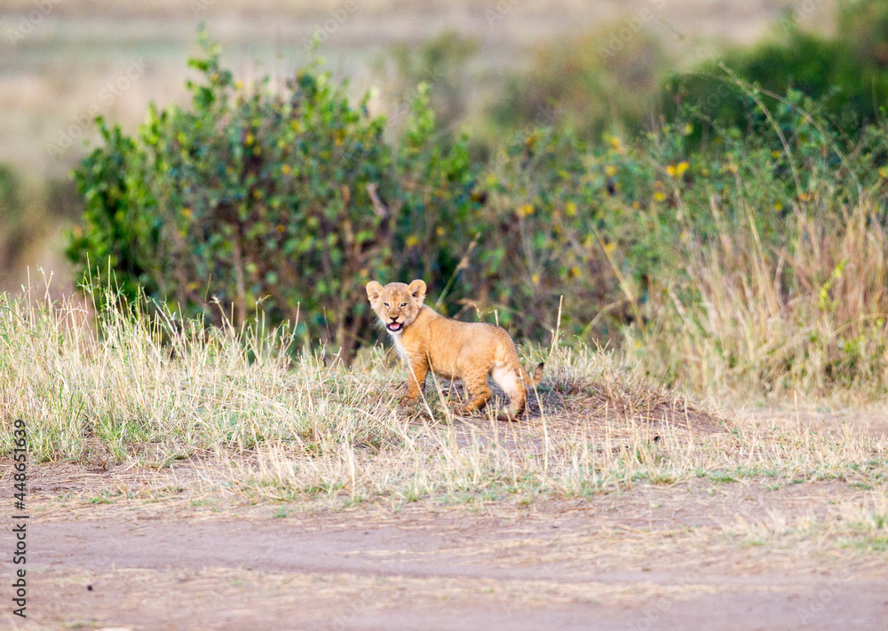 Naklejka premium Lion Cub