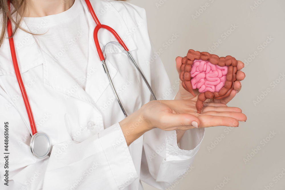 Intestinal health. Large and small intestine in hand of decor. Woman