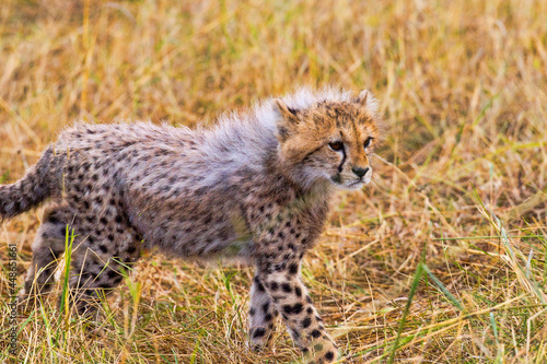 Cheetah Cub © Stefon Linton