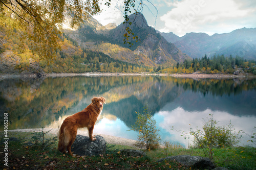 dog at a mountain lake in autumn. Traveling with a pet. red Nova Scotia Duck Tolling Retriever on nature background