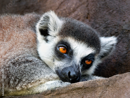 a close up of an lemur photo