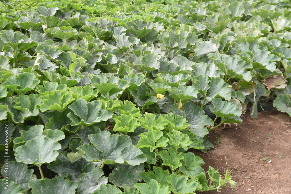 Pumpkin is a nutritious green-yellow vegetable that is rich in vitamins and can be harvested about 40 days after flowering. Pumpkin is a nutritious green-yellow vegetable that is rich in vitamins and can be harvested about 40 days after flowering.