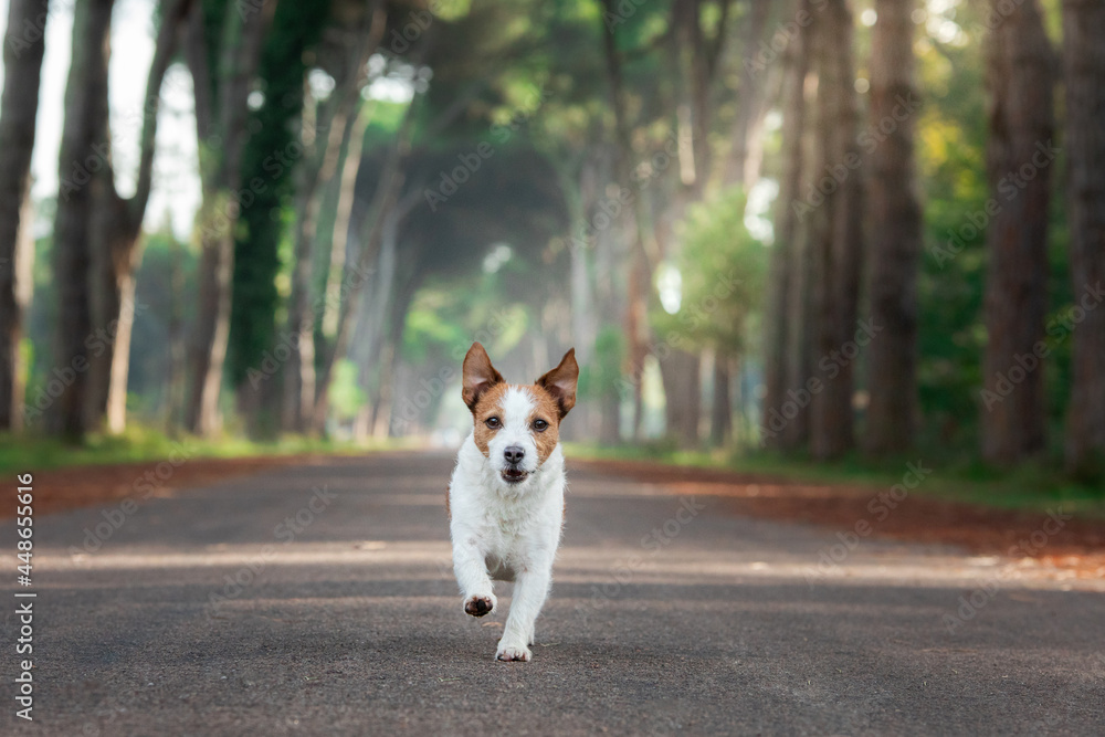 dog on a beautiful path among trees. Jack Russell Terrier in nature running dog on a beautiful path among trees. Jack Russell Terrier in nature running