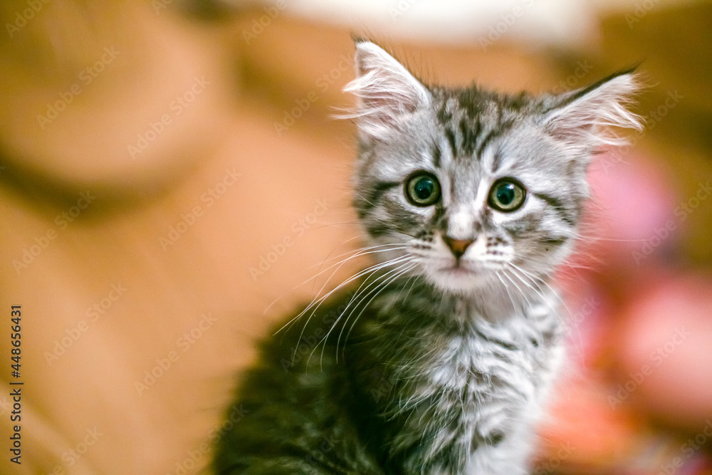Portrait of surprised kitten. Frightened pet on background of room.