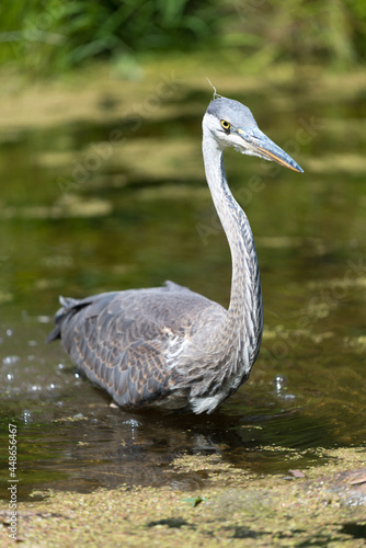 great blue heron  ardea herodias  in a shallow pond