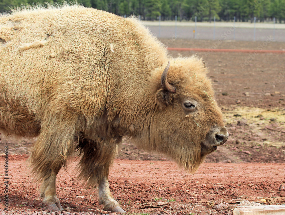 Fototapeta premium White buffalo