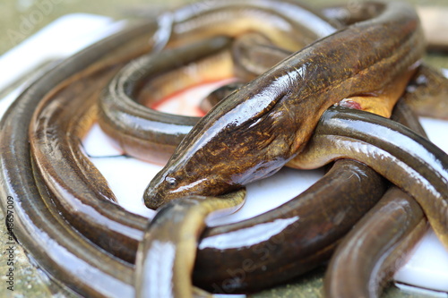 eel that is ready to be processed into food photo