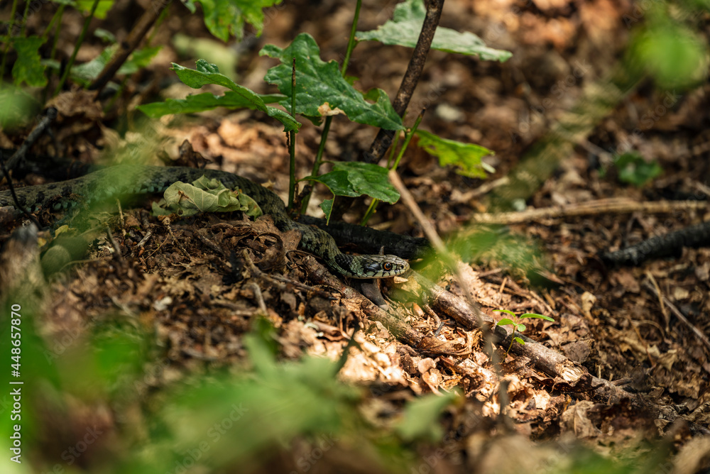 Grass snake (Natrix astreptophora) hiding in the forest, near Lindoso, Peneda-Gerês National Park, Viana do Castelo district, Portugal Grass snake (Natrix astreptophora) hiding in the forest, near Lindoso, Peneda-Gerês National Park, Viana do Castelo district, Portugal