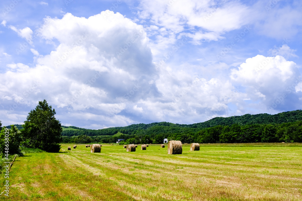 Obraz premium 夏の牧草地