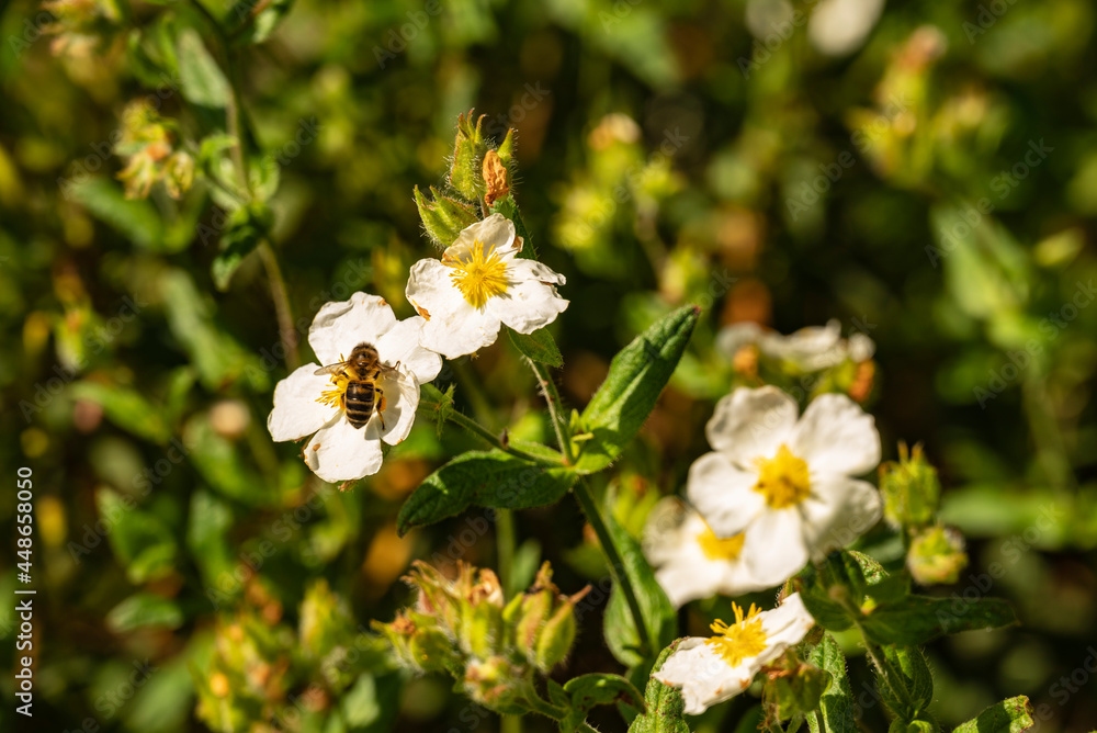 Close-up of bee on white blossom, Montesinho Natural Park, Bragança district, Portugal Close-up of bee on white blossom, Montesinho Natural Park, Bragança district, Portugal