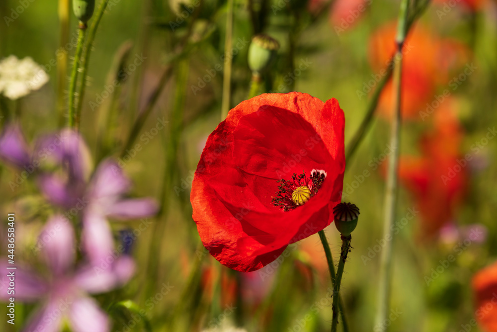 Close-up of a beautiful red poppy flower in full bloom, other wildflowers and plants in the background, Montesinho Natural Park, Bragança district, Portugal Close-up of a beautiful red poppy flower in full bloom, other wildflowers and plants in the background, Montesinho Natural Park, Bragança district, Portugal