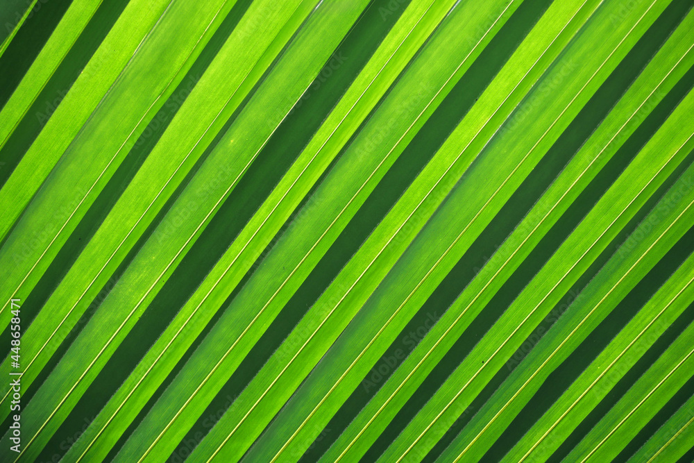 Tree Palm leafs pattern for nature background. Tree Palm leafs pattern for nature background.