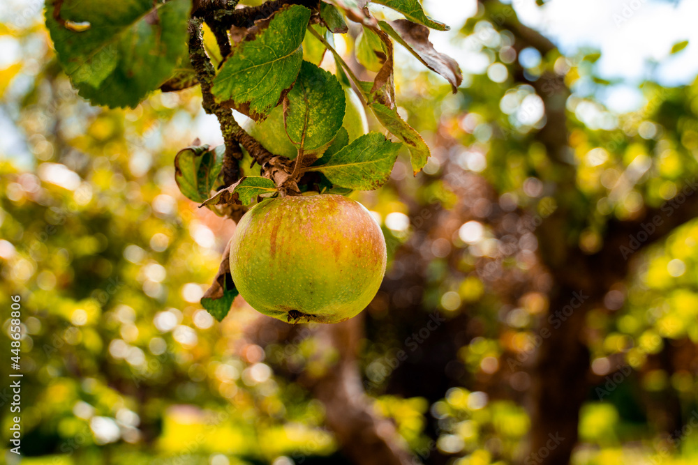 apple on tree