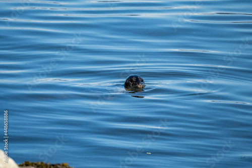 a cute harbour seal swimming near the coast in the blue ocean with its head pop out of the water