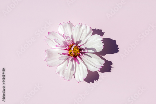 One delicate flower cosmeya on pink background, sunlight   photo