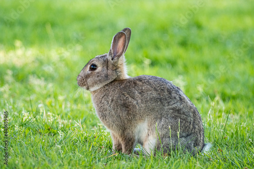 a cute grey rabbit sitting on the green grass field under the shade