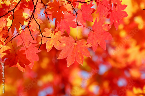 カエデの葉・秋のイメージ © tk2001