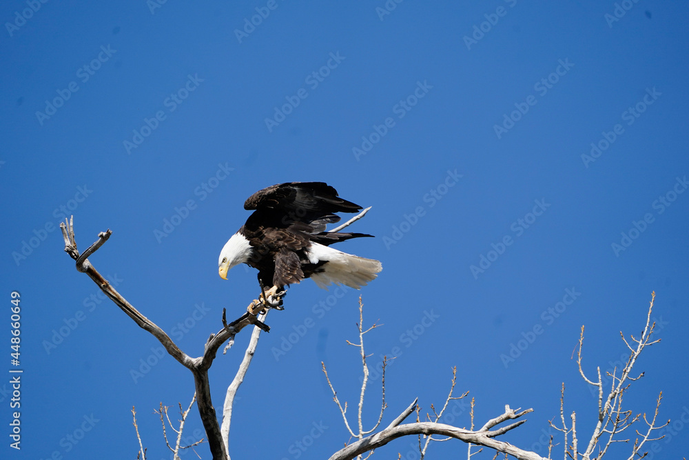 Obraz premium vulture in flight