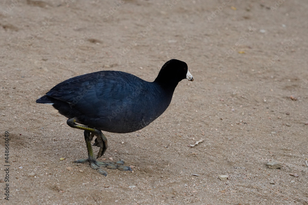 Obraz premium pigeon on the beach