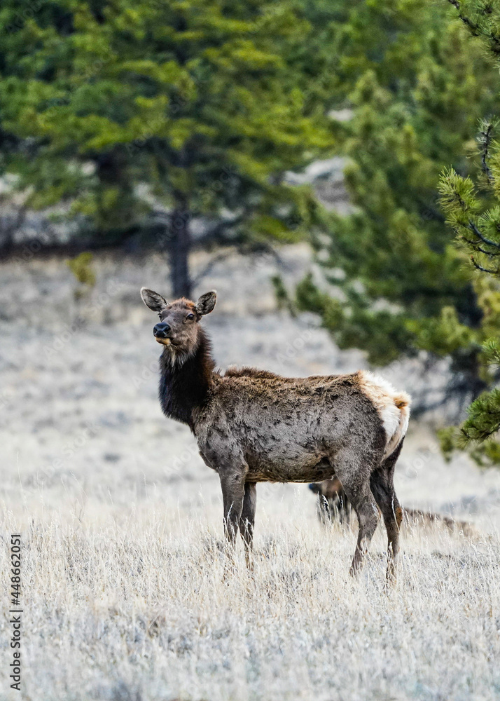 Fototapeta premium deer in the woods