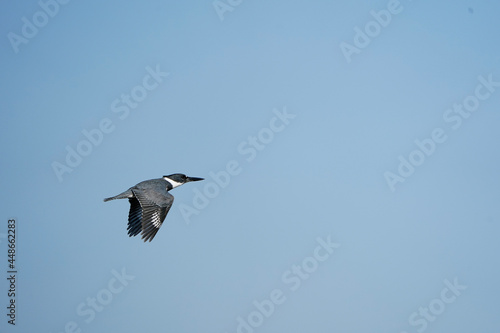 seagull in flight