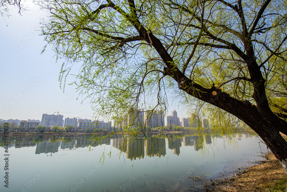 The waterfront city horizon in spring and the reflection of newly sprouted willow branches The waterfront city horizon in spring and the reflection of newly sprouted willow branches