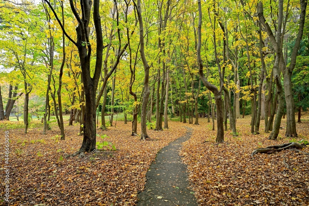 落ち葉の絨毯と黄葉に囲まれた遊歩道の情景@北海道 落ち葉の絨毯と黄葉に囲まれた遊歩道の情景@北海道